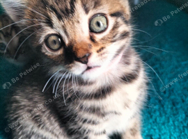3 Beautiful Tabby Kittens boys