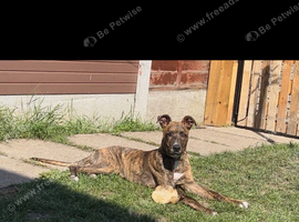 6 month old greyhound mix