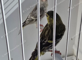 BEAUTIFUL PAIR SISKIN MUTATION COLOUR