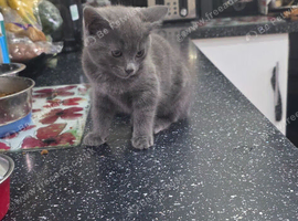 2 beautiful kittens