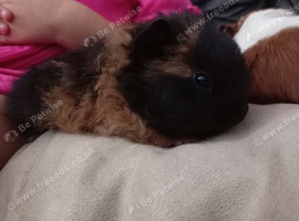 Adorable baby guinea pig available for sale