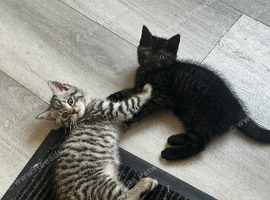 4 Scottish straight kittens for sale
