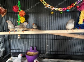 Young zebra finches