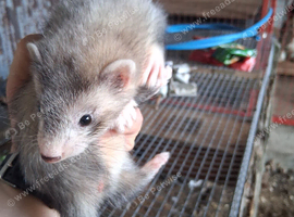 Ferrets for sale