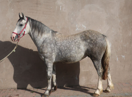 LISNAGRIEVA LIATH 15HDS SHOW  COB GELDING