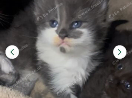 Stunning Maine coon Hugh kittens