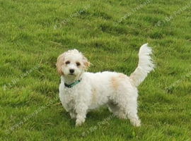 Merle cavapoochons