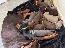 2pups left to go
