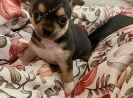 Chihuahua puppies