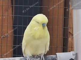 Super exhibition budgie