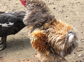 Frizzle brahma cockerels