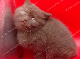 Chocolate/Cinnamon British Shorthair