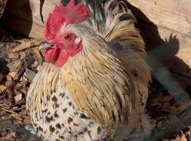 Lemon & gold booted bantam hatching eggs