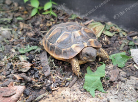 2026 Hatched Hermanns Tortoises For Sale
