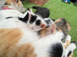 Kittens for sale ready now