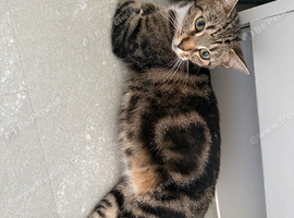 Kittens due in 2-3 weeks
