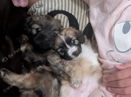 Shipoochis X2 females