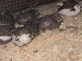 Button quails