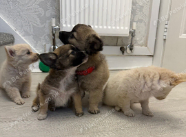 Teacup Pomchi