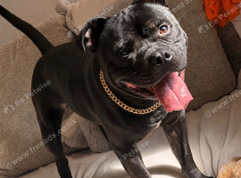 KC REGISTERED STAFFY MALE