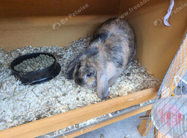 Netherland lop and cage