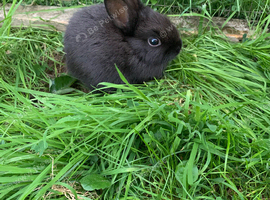 Baby rabbits