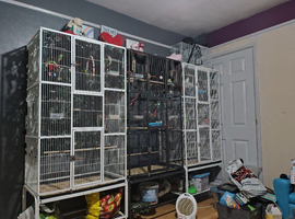 9 beautiful budgies