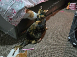 3, 10 week old kittens for sale