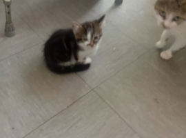 Lovely kitten