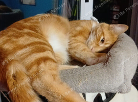 Nurtured male cat