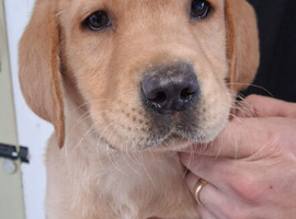 Gorgeous Golden Labrador Puppies