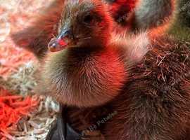 Khaki Campbell Ducklings