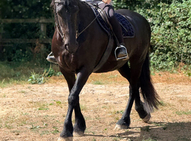Friesian mare