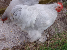 Free Lavender bantam cockerel