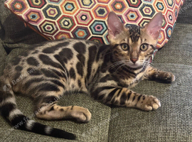 Bengals