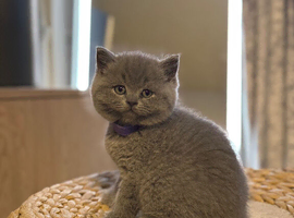 Gorgeous British Shorthair kittens