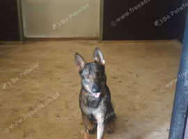Professional dog training
