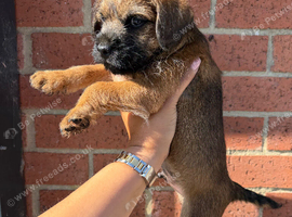 Terrier boy pup