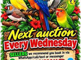 Stoke Bird Auction