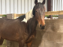 TB X GELDING 4 year old
