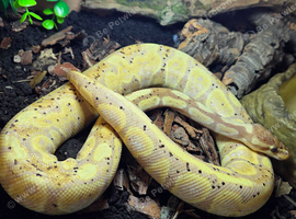 Banana ball python and setup