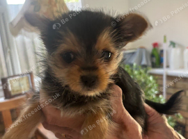 Beautiful Yorkshire Terrier Girls &ndash; Loving Forever Homes Wanted