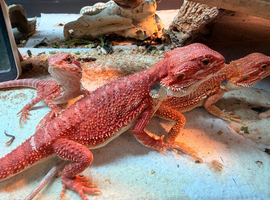 Red Monster &times; Blue Bar Baby Bearded Dragons &pound;240 (reduced)