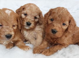 BEAUTIFUL RED F1 COCKAPOO PUPPIES
