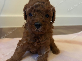 Toy poodle 2 girls 1 boy