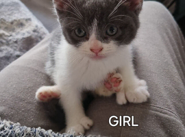 6 kittens looking for there new homes
