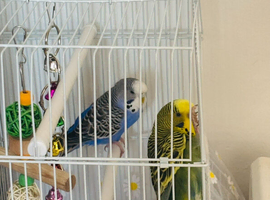 2 beautiful young baby budgies