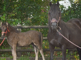 BROODMARE EMBER & FOAL EMPHASIS