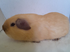 Cream Californian Guinea Pig Boars