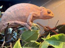 Breeding pair red bar panther chameleons